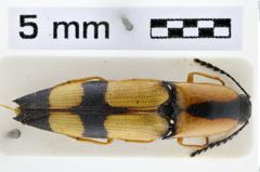 Foto (Dorsalansicht) von Agriotes oblongicollis (Melsheimer, 1846)